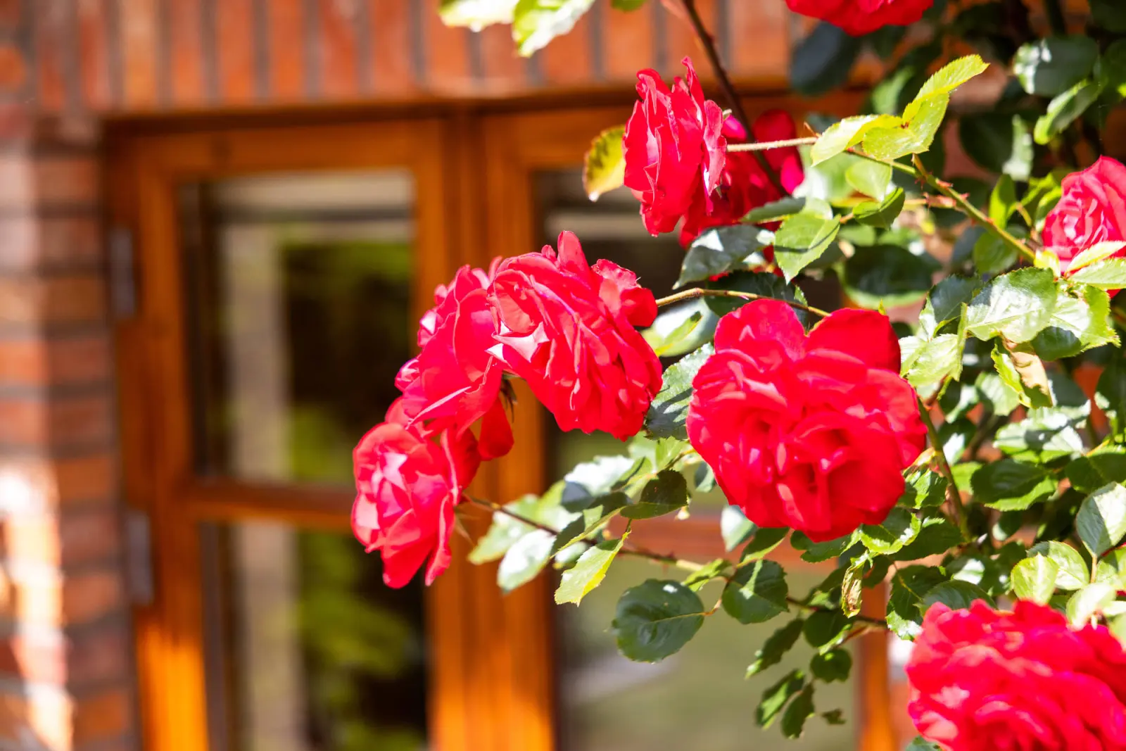 Rote Rosen vor einem Holzfenster am Backsteinhaus