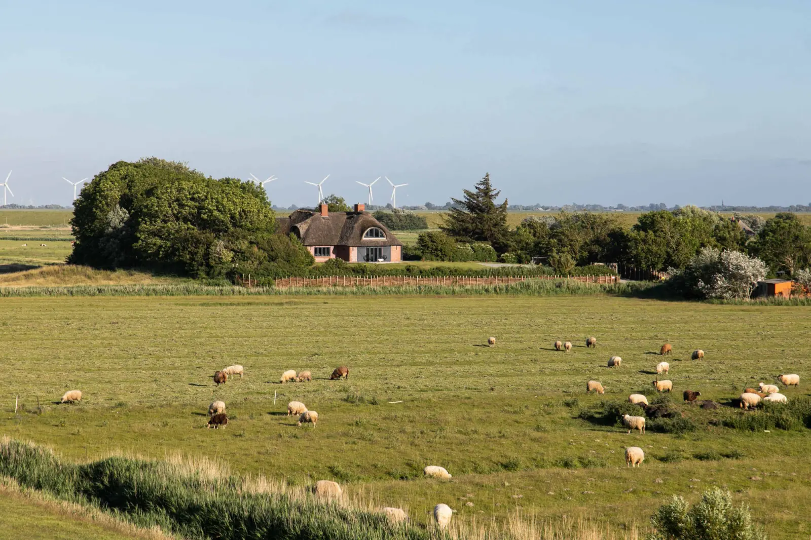 Schafe auf der Weide, in der Ferne das Landhaus mit Windrädern
